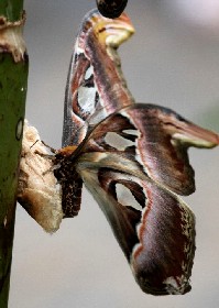 Atlas Moth