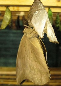 Banded King Shoemaker chrysalis