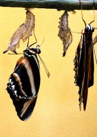 Banded Orange chrysalis