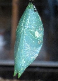 Banded King Shoemaker chrysalis