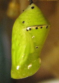 Blue Glassy Tiger Butterfly