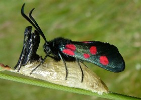 5-spot Burnet Moth Cocoon