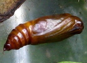 Garden Carpet Moth pupa