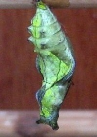 Cattleheart chrysalis