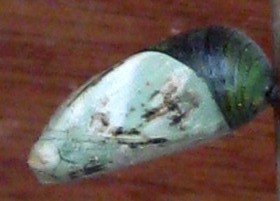 Chrysalis