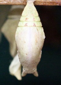chrysalis