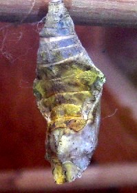 Pupa