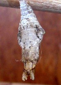 Common Mormon Butterfly chrysalis