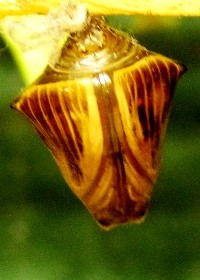chrysalis