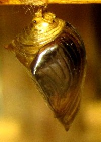 chrysalis