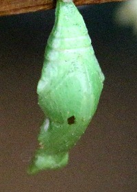 chrysalis
