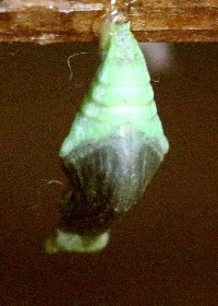 chrysalis