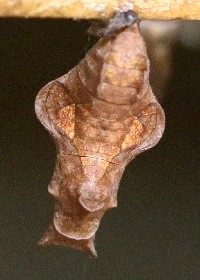 chrysalis