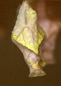 chrysalis