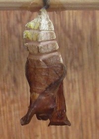 Chrysalis