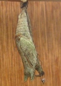 Chrysalis