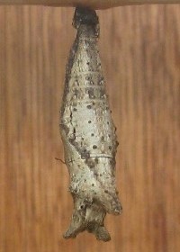 Chrysalis