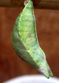 Clipper pupa
