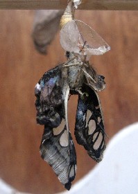 Clipper emerging from pupa