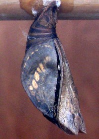 Clipper pupa