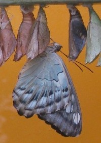 Clipper emerged from pupa