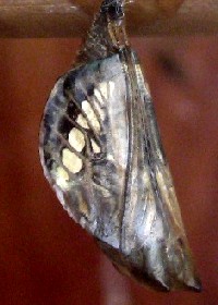 Clipper chrysalis