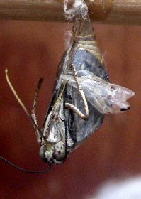Clipper pupa