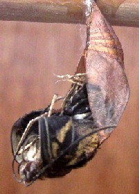 Clipper pupa