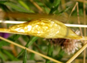 6-spot Burnet Moth Cocoon