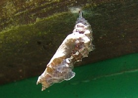 Comma pupa