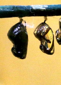 Common Crow chrysalis