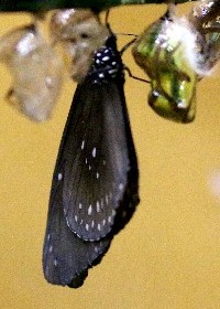 Common Crow emerging from chrysalis