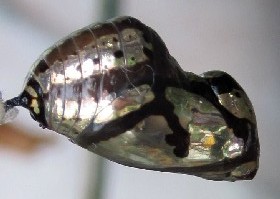 Common Crow Pupa