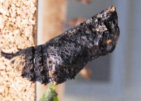 Indian Leaf chrysalis