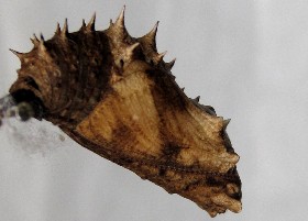 Great Eggfly Butterfly chrysalis