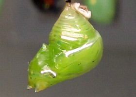 Glasswing Butterfly Chrysalis