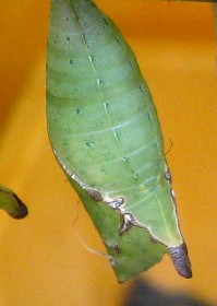 Tailed Jay chrysalis