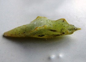 Green-veined White Butterfly chrysalis