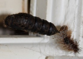 Gypsy Moth pupa