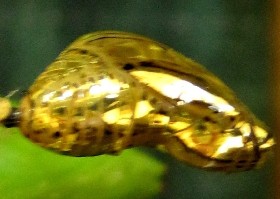 Harmonia Tigerwing Butterfly chrysalis
