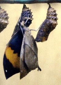 Indian Leaf chrysalis