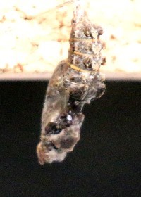 Julia Longwing chrysalis