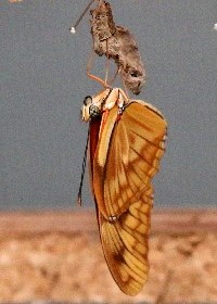 Julia Longwing chrysalis