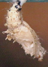 Red Lacewing chrysalis