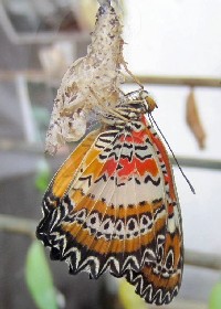 Red Lacewing emerging from chrysalis