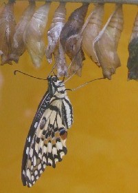 Lime Swallowtail Pupa