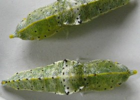 Large White Butterfly chrysalis