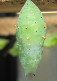 Malachite Chrysalis