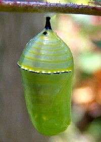 Monarch Butterfly Chrysalis