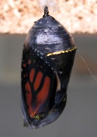 Monarch Butterfly Chrysalis